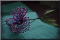 20120312-Oeillet mauve_02.jpg